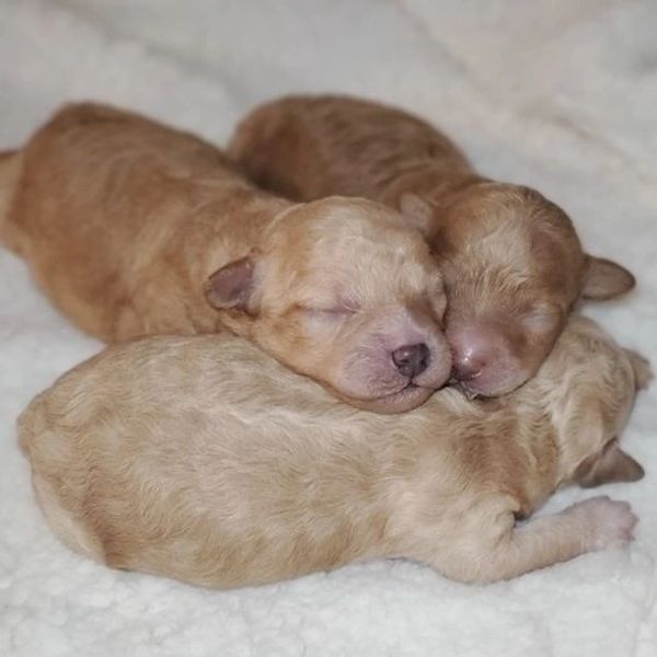 Toy Poodle Puppies