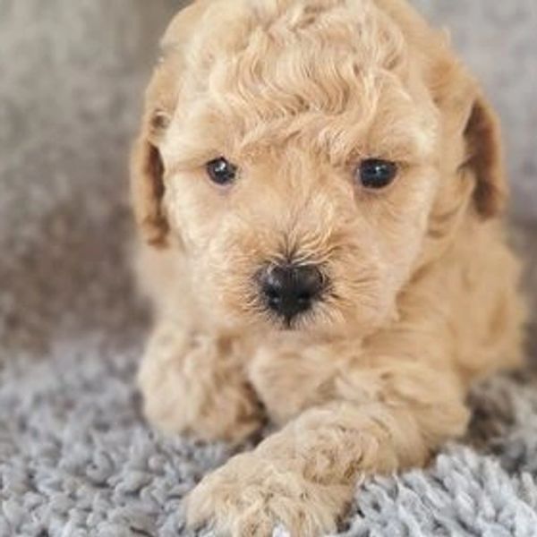 Toy Poodle Puppy