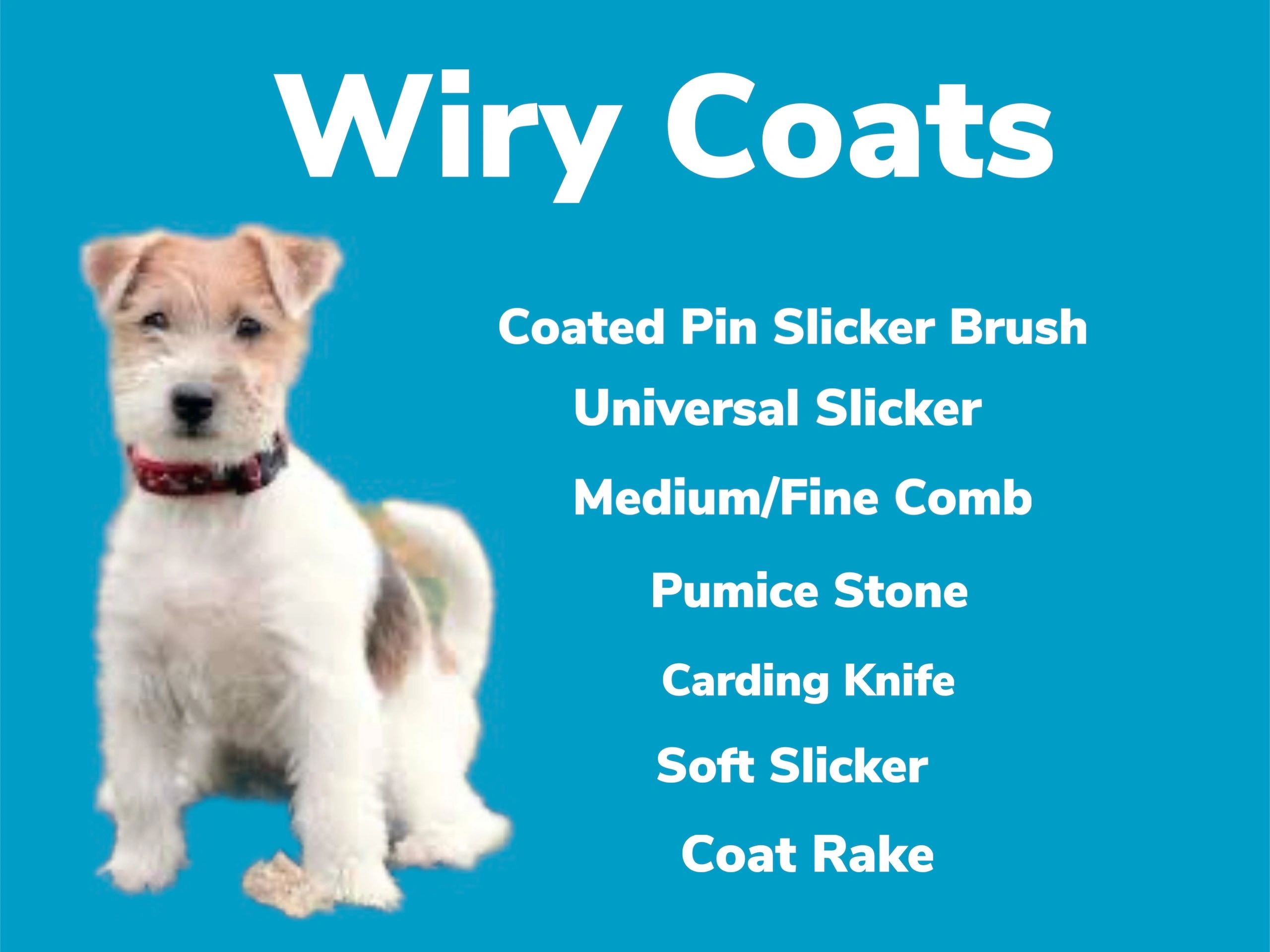 are wire pom terriers hypoallergenic
