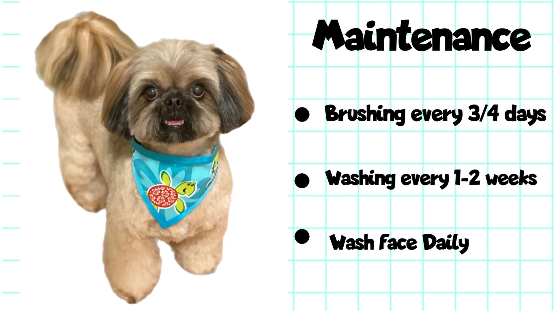 Best shih tzu brush online