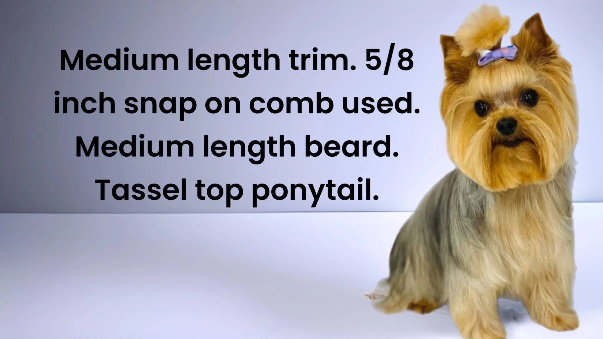 Best comb for yorkies discount