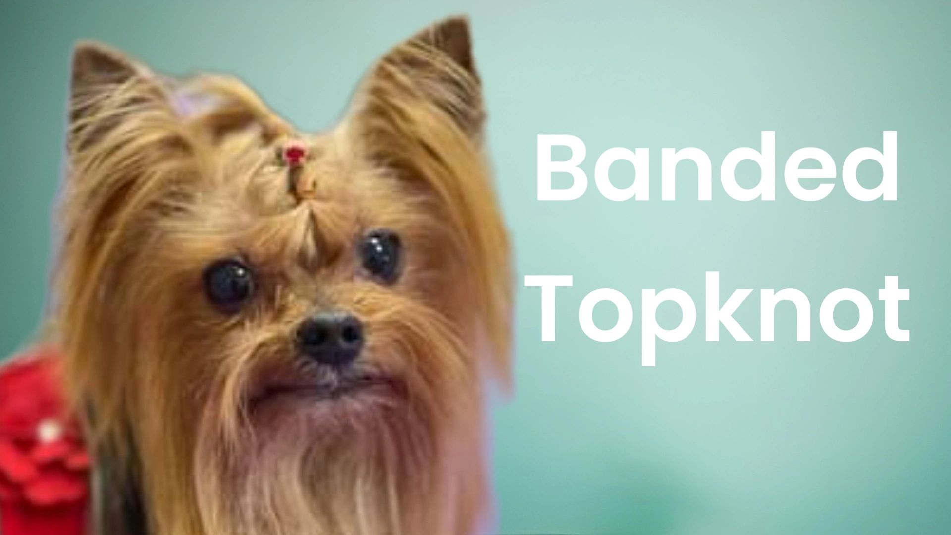 Yorkie sales top knot