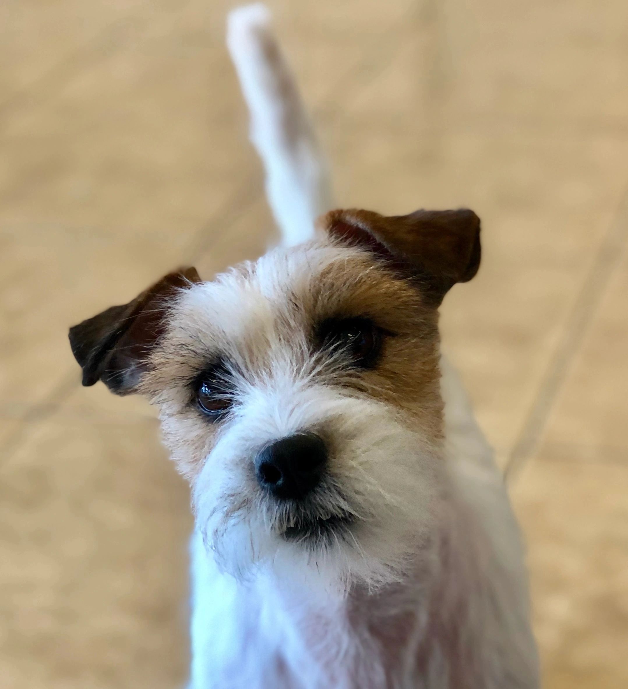 How to HAND STRIP Wire Coated DOGS, with tools and video links.