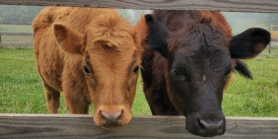 Two calves, one brown and one black, leaning on a wooden fence in a grassy field.