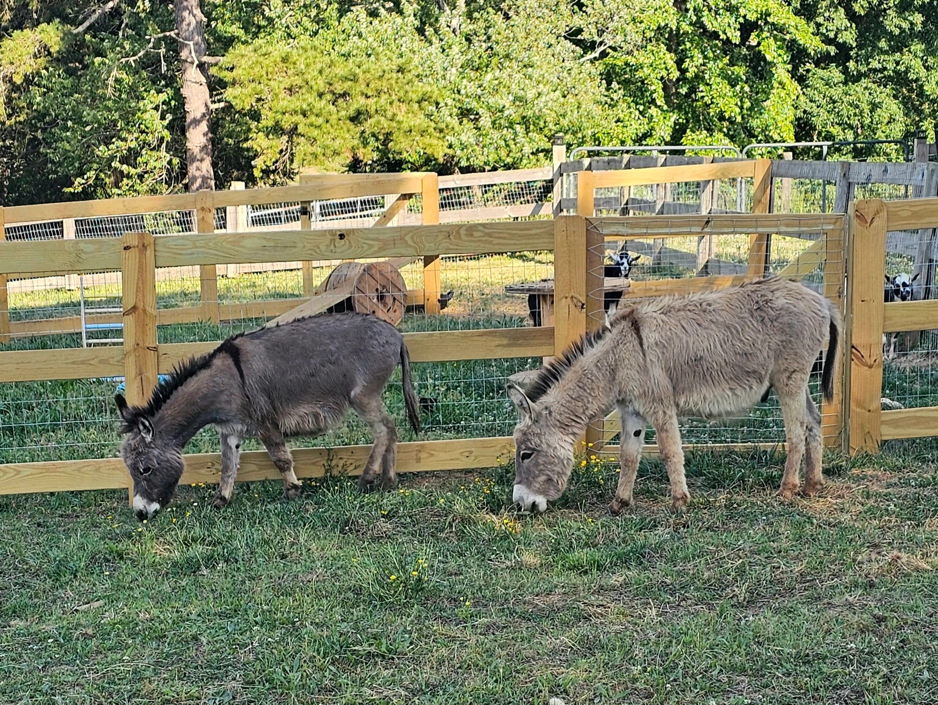 Two donkeys grazing in a fenced grassy area with goats behind the fence.