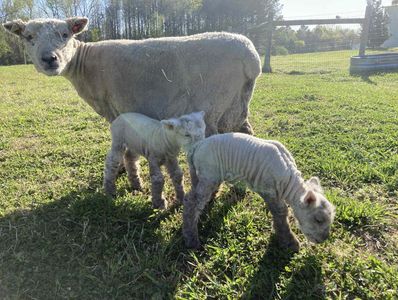 A sheep with two lambs standing on green grass in sunlight.