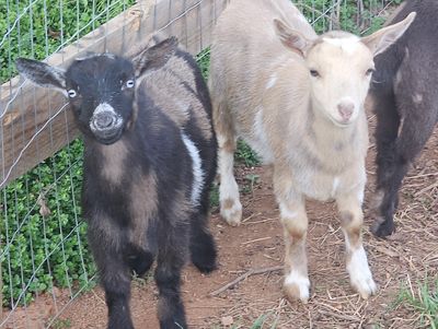 Two young goats standing on dirt near a wire fence.