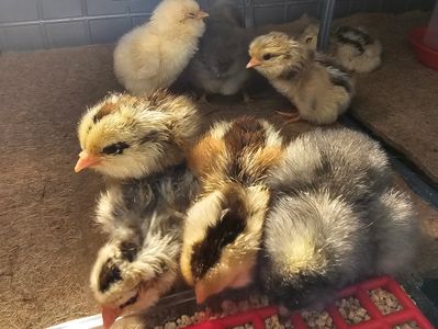 A group of fluffy baby chicks huddled together.