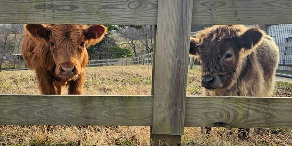 Two young calves peeking through a wooden fence in a grassy field.