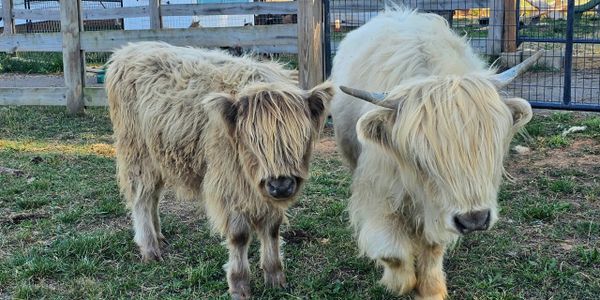 Two fluffy Highland cows standing on grass near a wooden fence.