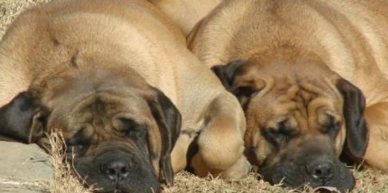 "We offer AKC Mastiff puppies for sale.
