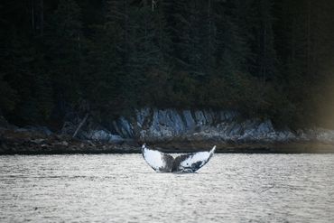 Alaska Whale Tail