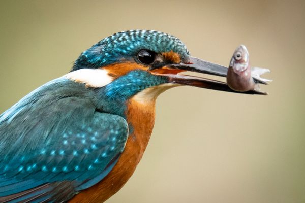 Kingfisher bird holding a small fish in its beak.