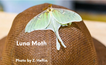 Luna Moth posed on top of a bee suit hat.