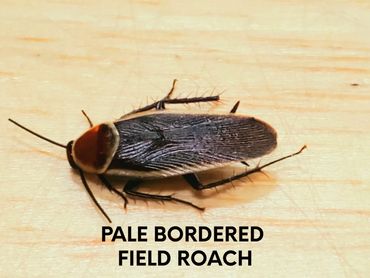 Pale Bordered Field Roach is the same size as a German roach.