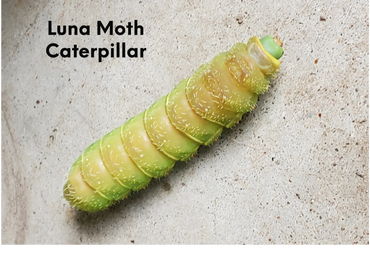 Luna Moth Caterpillar trying to escape the concrete jungle.