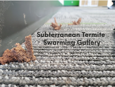 Subterranean Termite Swarming gallery coming up from the through the concrete by an interion wall.