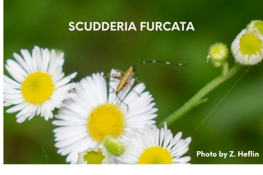 Scudderia Furcata is feeding and pollinating. 
