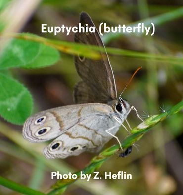 Euptychia (butterfly) stopping for a rest.