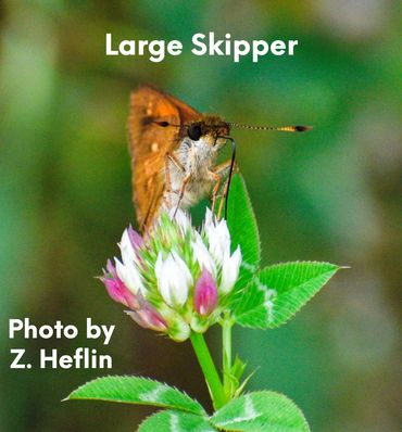 Large Skipper is feeding and pollinating.