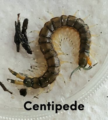 Centipede that wishes it was not in a petri dish.