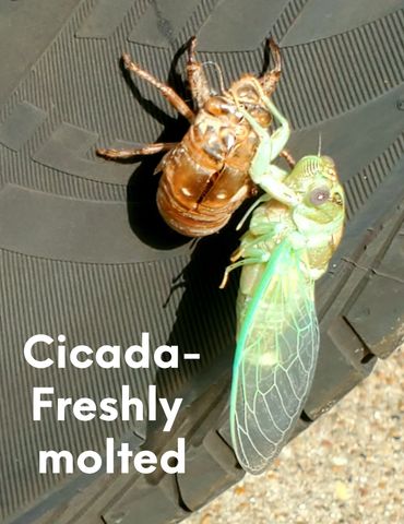 Cicada- freshly  molted. After molting it is at its most vulnerable state to predator's.  