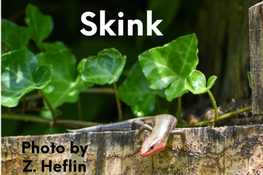 Skink on the hunt stalking its prey.