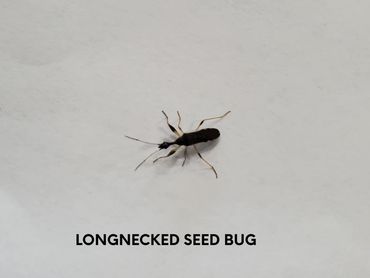 Longnecked Seed Bug