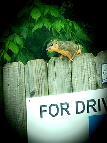 Squirrel eyeballing a sandwich shop.