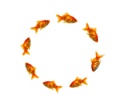 SANTOS