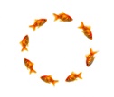 SANTOS