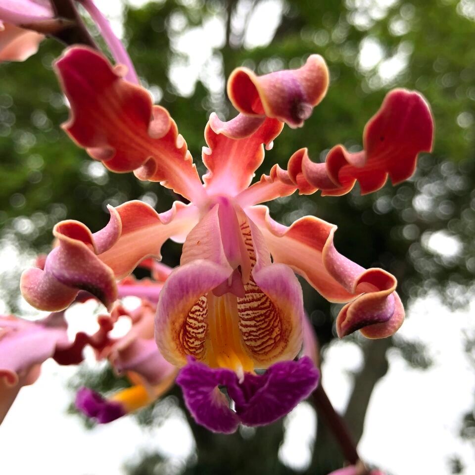 Flamingo Gardens Orchid Society