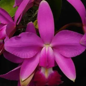 Cattleya violacea