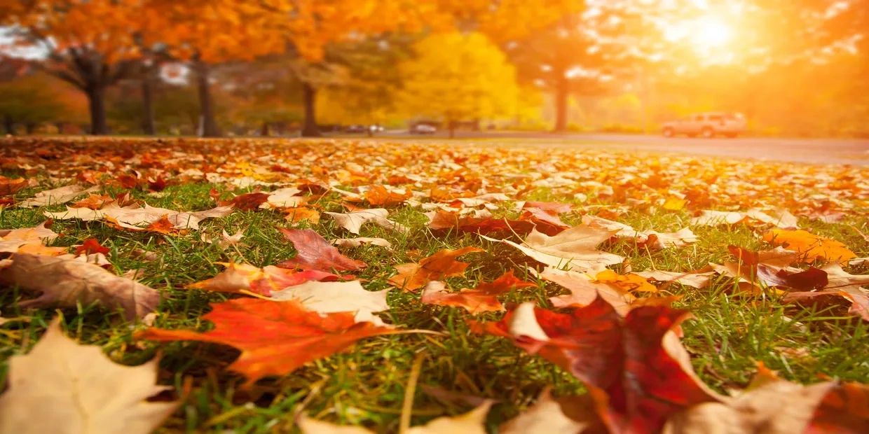 Fayetteville Leaf Removal