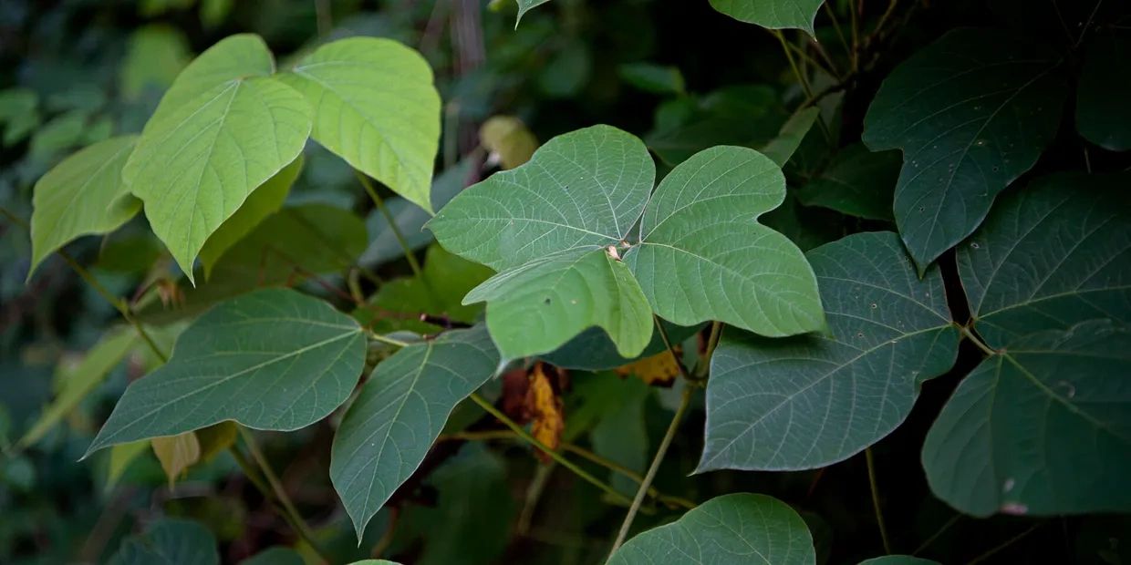 Fayetteville Ivy Removal Services: English Ivy, Kudzu, Poison Ivy, Mistletoe Removal