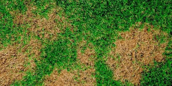 Fayetteville Lawn Disease Treatment