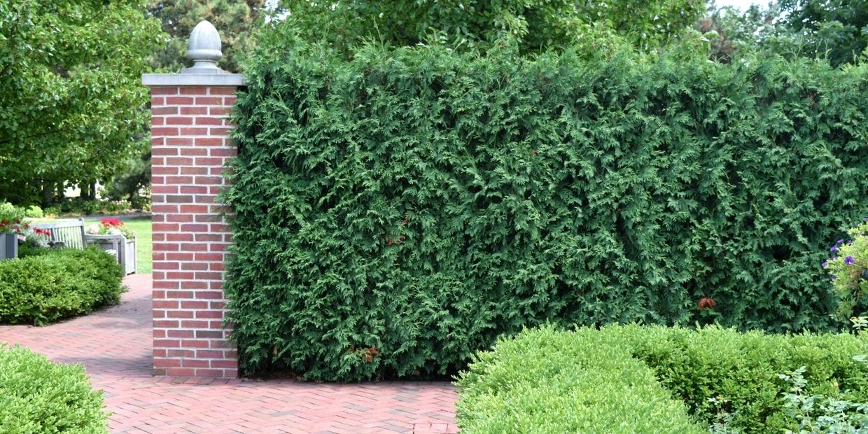 Privacy Screen Planting Fayetteville, NC