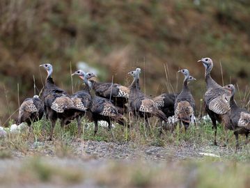Rio Grande 3 Month Old Turkeys for Sale