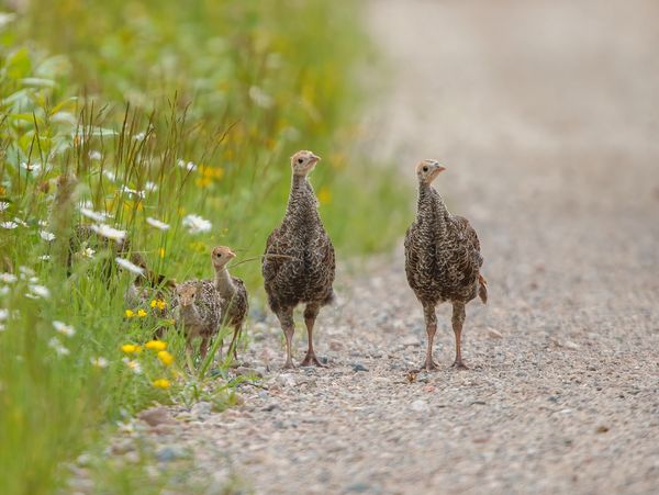 Rio Grande Wild Turkeys for Sale