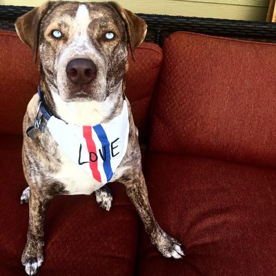 Dog behavior rehabilitation, Dog training.