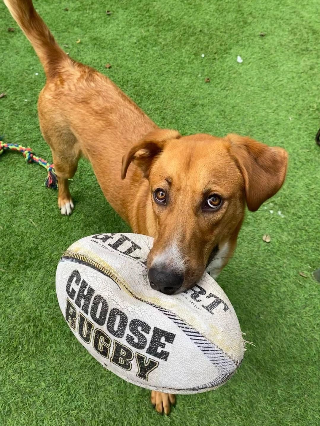 "Toast" quite likes the six nations
