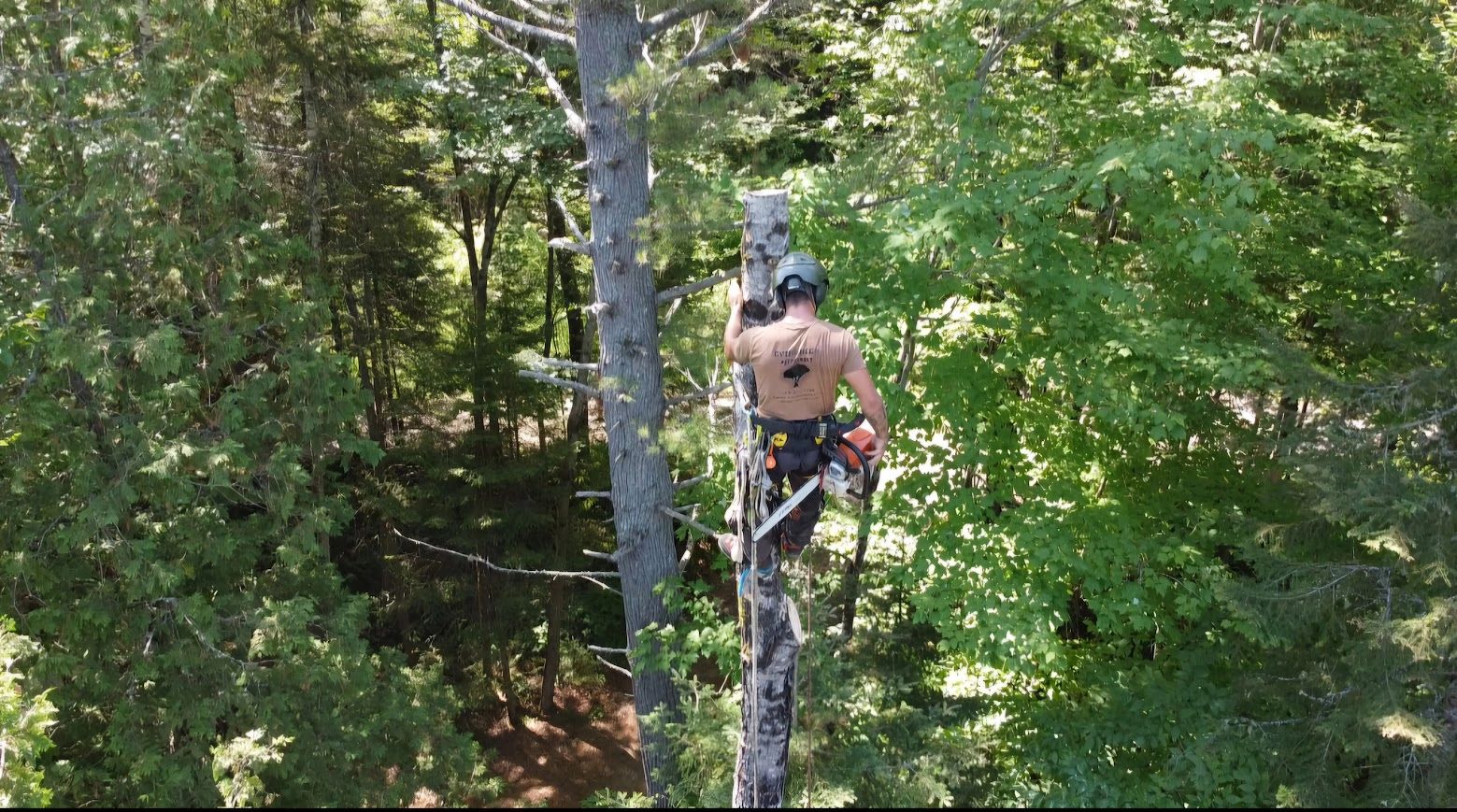 We handle tree removals of all sizes safely and efficiently, protecting your home and property