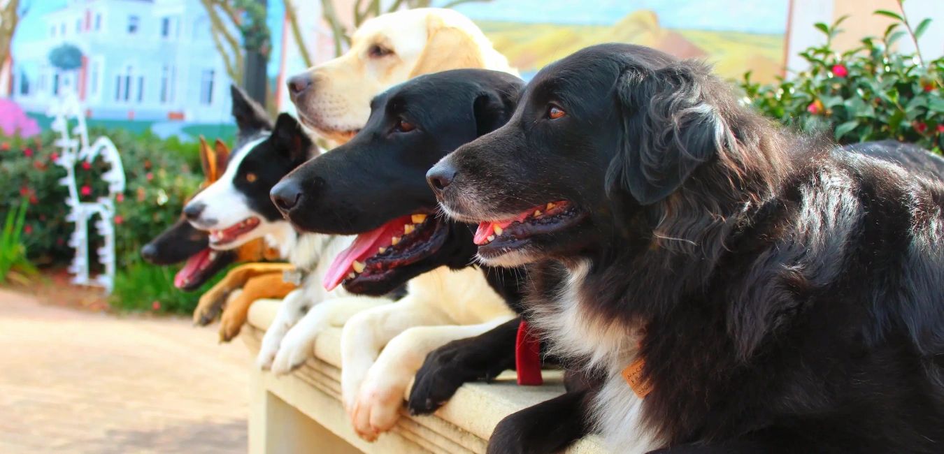 Dog training good dogs teaching stay with a dog trainer Labrador, Australian Shepherd