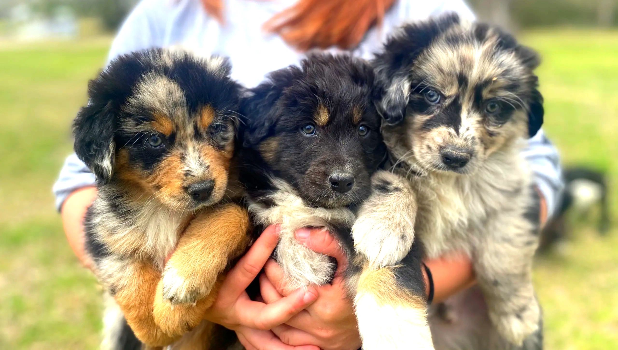 Why Does My Puppy Destroy Everything?