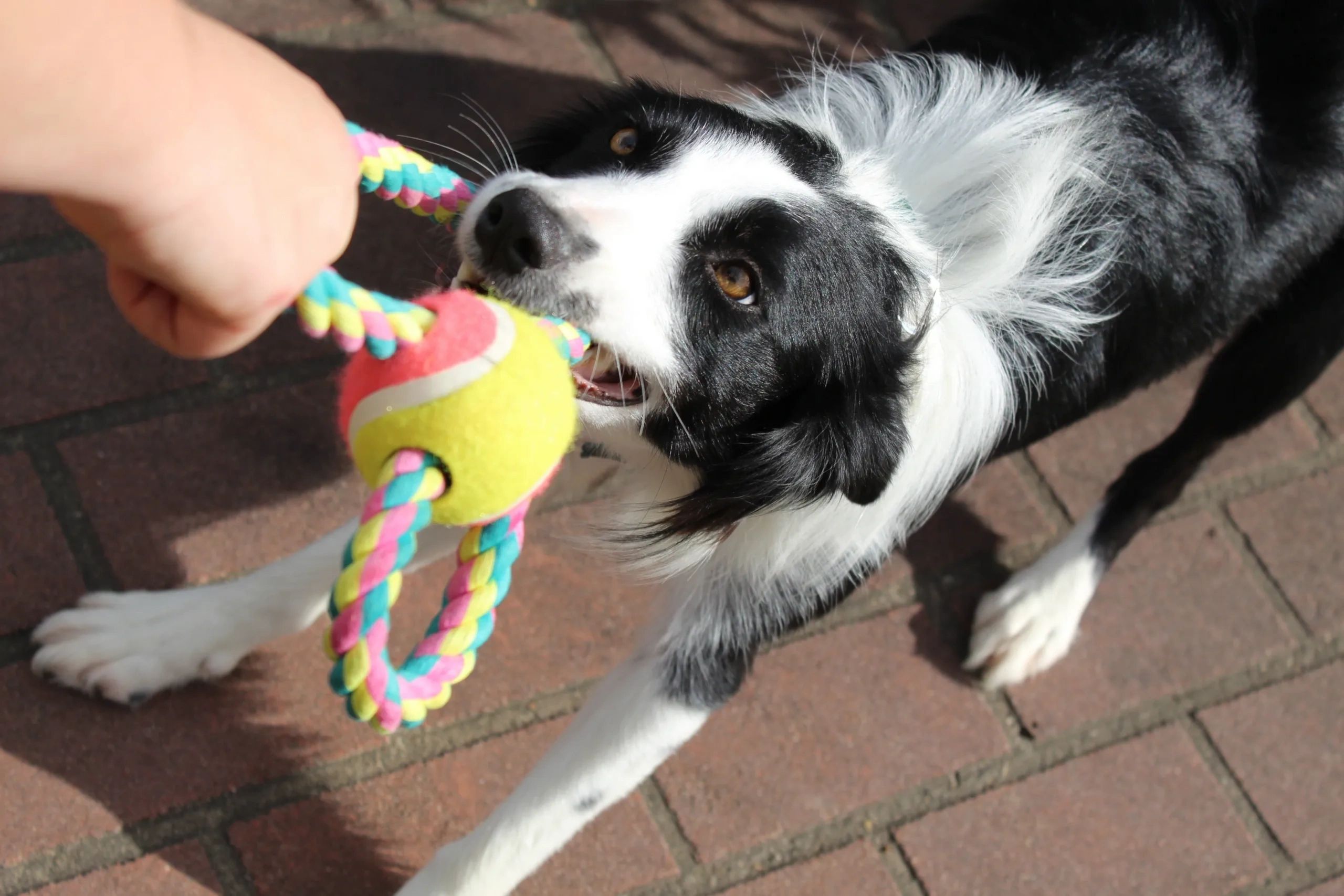 MIND GAMES FOR DOGS: Fun Ways to Bond strongly with your Dog whilst  providing him with Vital Mental Stimulation