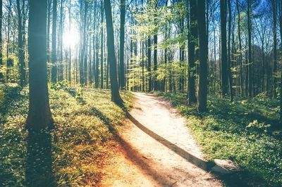 a dirt path in the woods winding through trees with sun shining