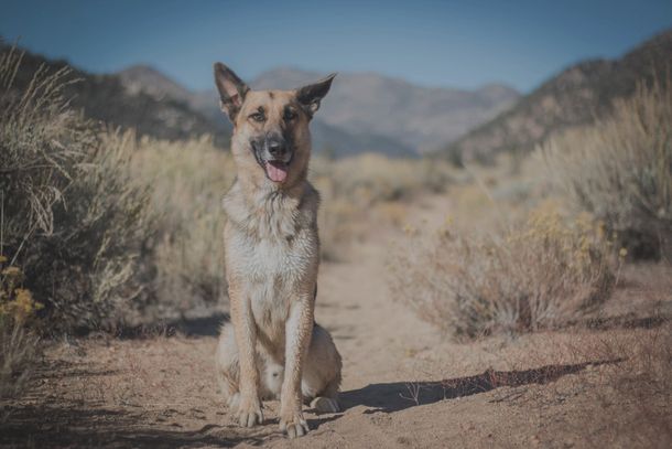 Dog boarding and training. Colorado, California, Washington, Florida, Oregon, Nevada, Ohio, Arizona.