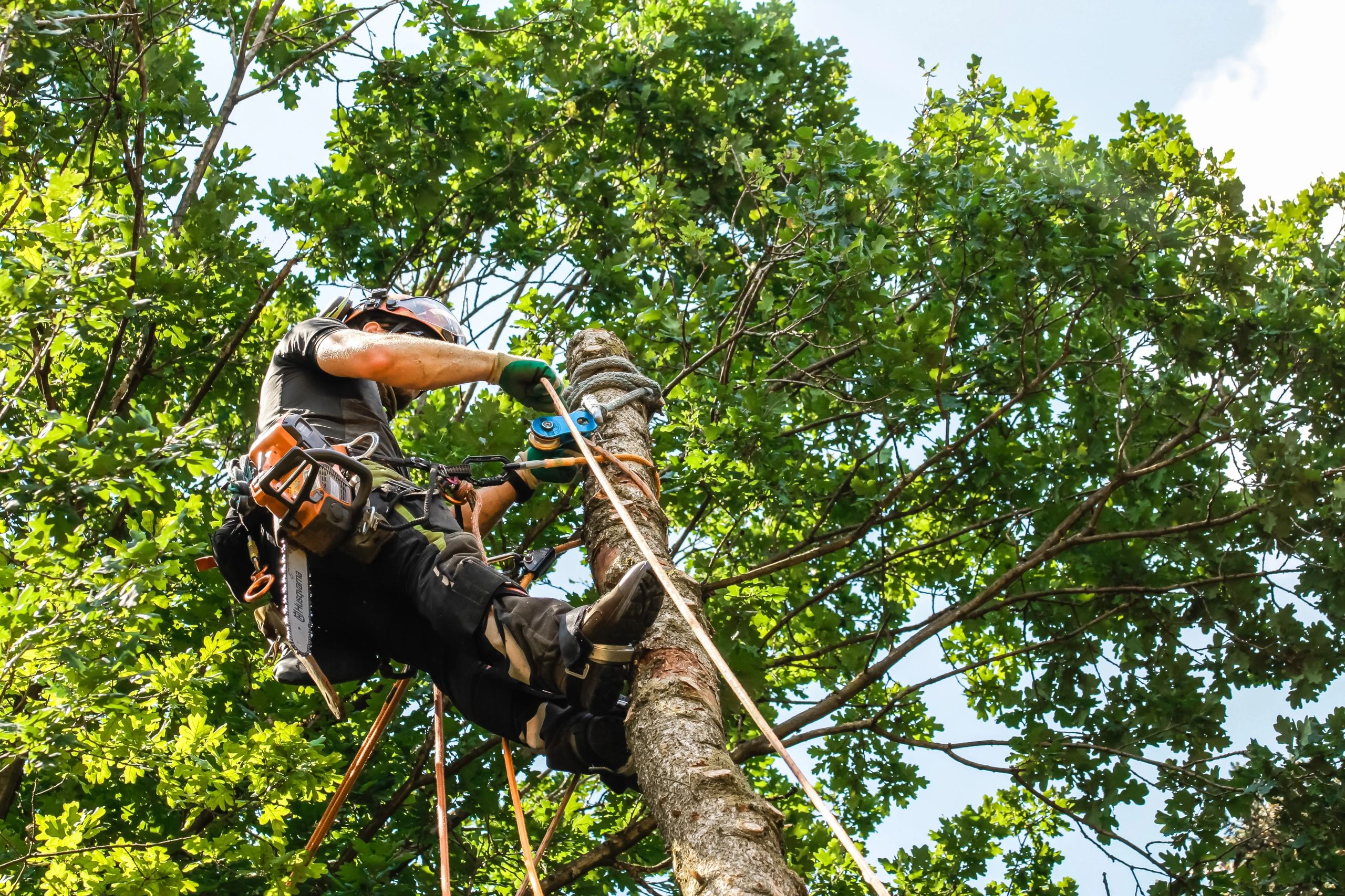 FELIX TREE SERVICES & LANDSCAPING LL logo