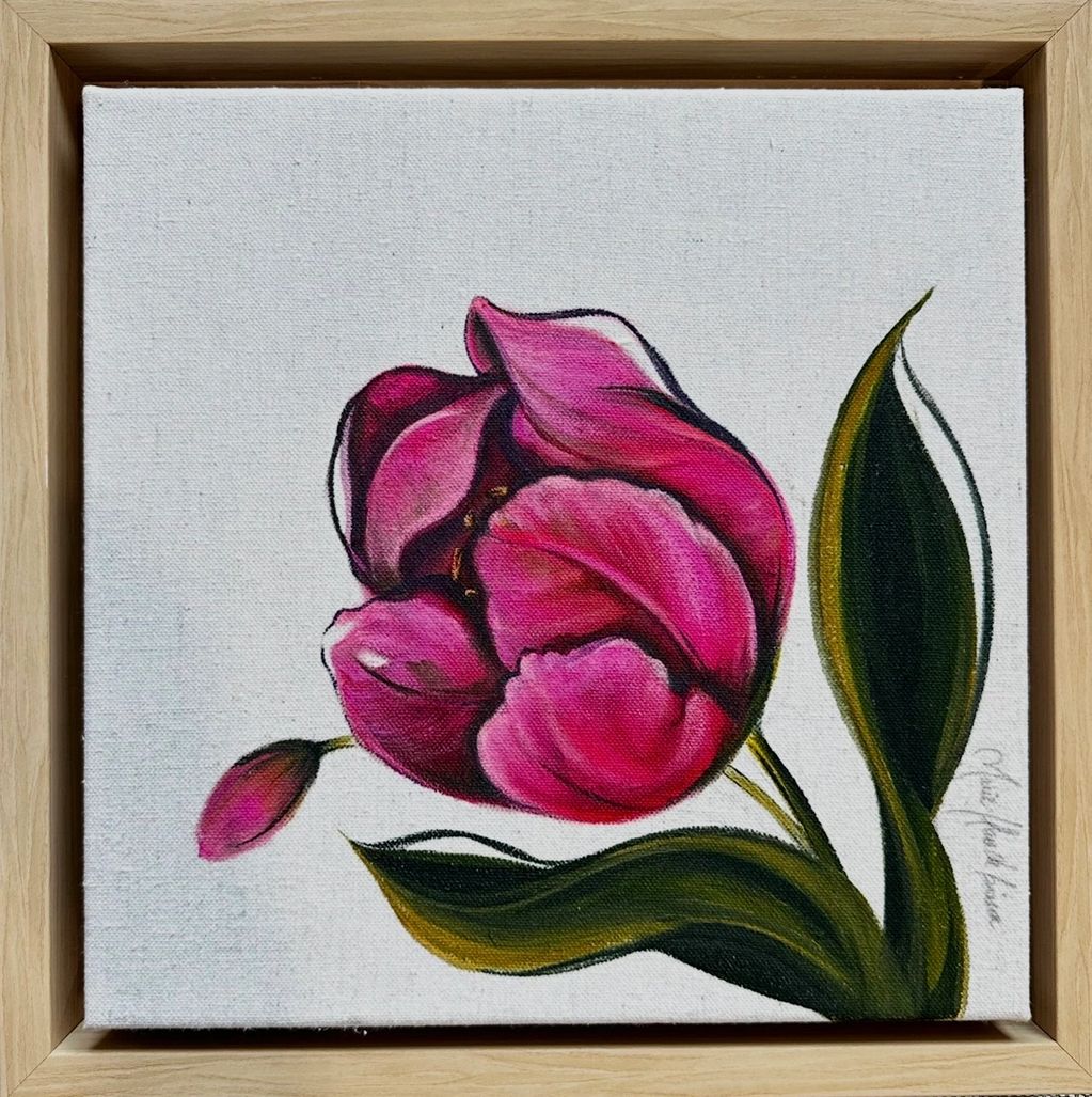 Tulipe Triumph