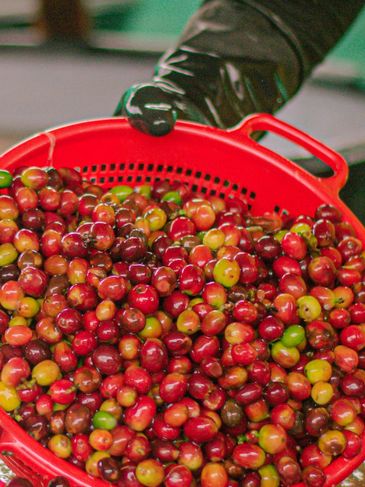 A red basket filled with ripe coffee cherries held by a gloved hand.